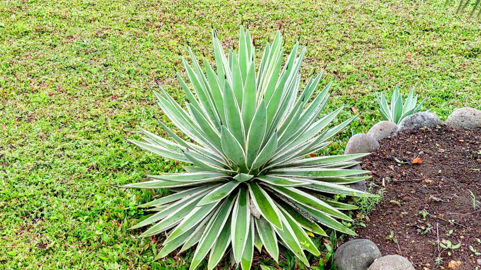 Agave-angustifolia.jpg