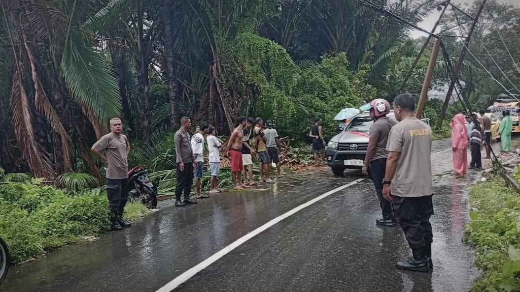 pohon-tumbang-egh.jpg