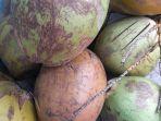 1442022-buah-kelapa.jpg