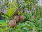Buah-Sawo.jpg