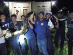 Damkar SBT Evakuasi Ular Piton Sepanjang 7 Meter dari Rumah Warga