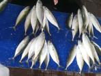 Ikan-Kembung.jpg