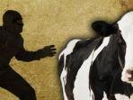 Ilustrasi-pencuri-sapi.jpg