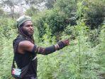 Lahan-ganja-di-Papua.jpg