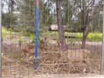 TAMAN-RUSA-3.jpg