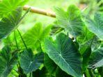 daun-talas.jpg