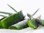 lidah-buaya-aloe.jpg