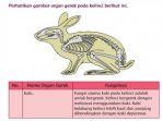 organ-gerak-kelici.jpg