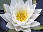 teratai-putih-1.jpg