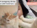 video-aksi-lucu-kucing-yang-sering-memijat-tanpa-dilatih-sebelumnya.jpg