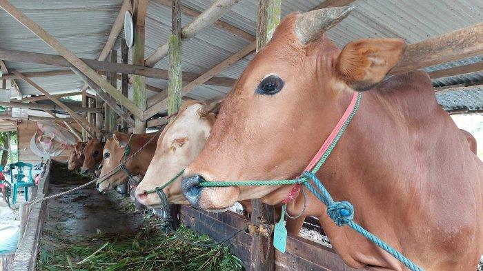 Pasokan Sapi Kurban Berkurang, Pengiriman dari Luar Daerah Terhambat
