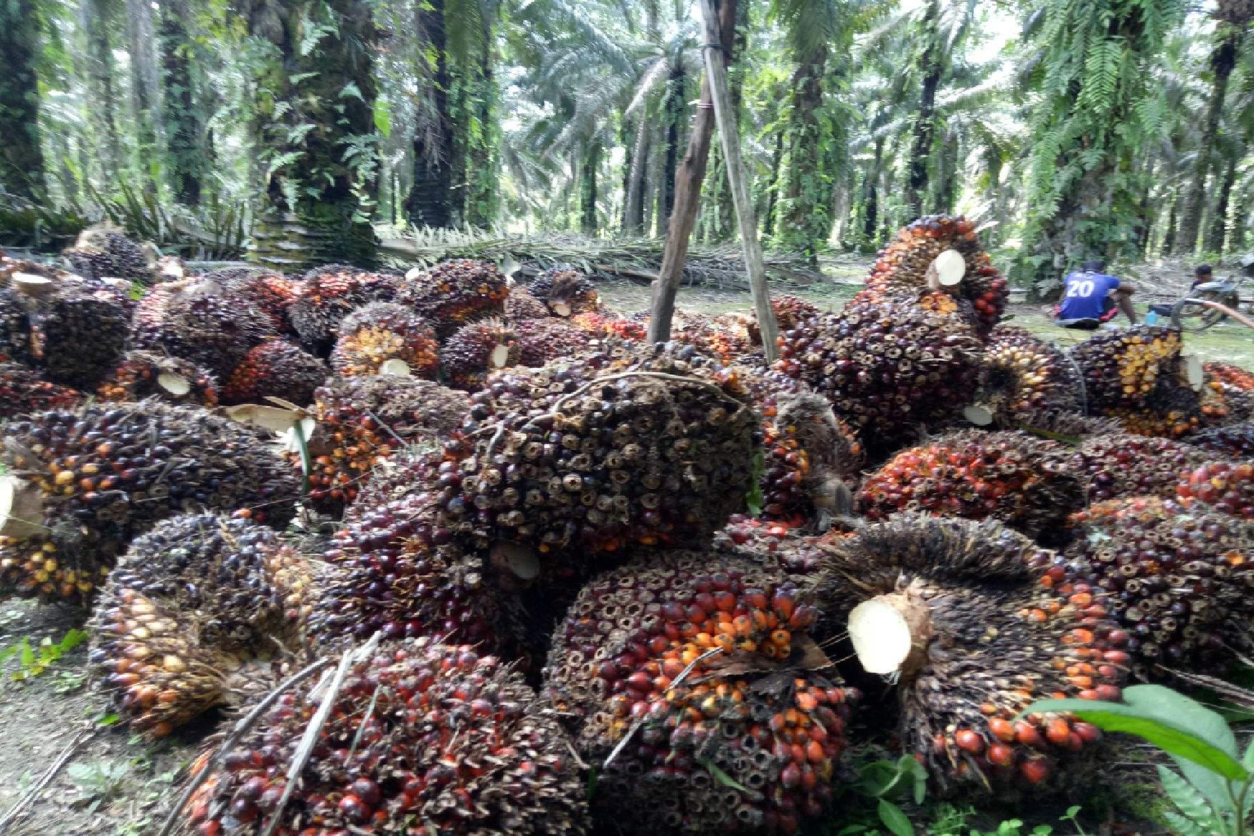 Hasil-panen-perkebunan-kelapa-sawit-petani-di-Desa-Dalil-Kecamatan-Bakam-Kabupaten-Bangka.jpg