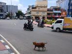 ANJING-LIAR-Keberadaan-anjing-liar-di-area-Bundaran.jpg