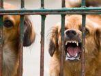 Ilustrasi-anjing-liar.jpg