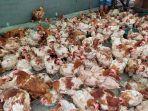 Penjual-ayam-merah-sudah-mulai-mengisi-lapak-di-kawasan-Pasar-Ratu-Tunggal-Pangkalpinang.jpg