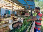 Penjual-hewan-kurban-di-Paritlalang-Pangkalpinang-saat-memberi-makan-ternak-kambing.jpg
