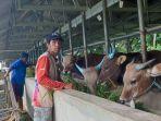 Peternak-memberi-makan-sapi-kurban-yang-dijual-di-kandang-milik-Syam-Daging.jpg