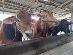 Peternakan-sapi-di-Parit-Lalang-Pangkalpinang.jpg