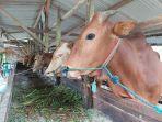 Peternakan-sapi-milik-Misno-yang-beralamat-di-Parit-Lalang-Pangkalpinang.jpg