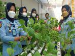 Sayuran-menggunakan-media-tanam-hidroponik-di-Lapas-Perempuan-Pangkalpinang.jpg