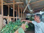 Tim-Pengurus-Ternak-Kambing-Darul-Muhabbah-Aqiqah-dan-Kurban-saat-memberi-pakan-kambing.jpg