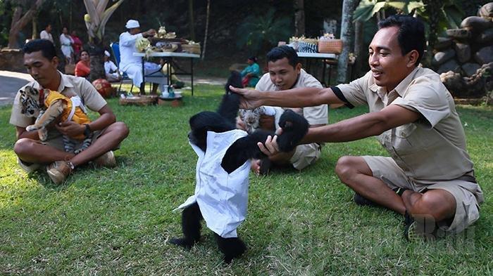 8 Arti Mimpi Kebun Binatang, Menandakan Konflik Keluarga Hingga Kebebasan