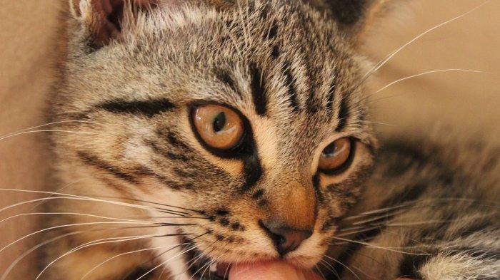 Arti Mimpi Digigit Kucing, Pertanda Baik Bagi Para Pebisnis, Ekonomi Mungkin Membaik