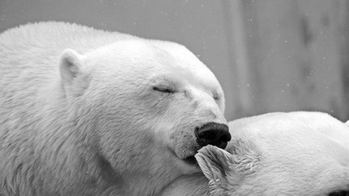 11 Arti Mimpi Beruang, Terus Awasi Sekitar, Diramalkan Ada Orang Ingin Menusuk Anda Dari Belakang