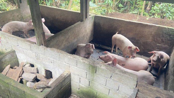 Biogas Dari Kotoran Hewan Ternak, Buat Warga Gianyar Bali Hemat Pengeluaran Gas Untuk Memasak