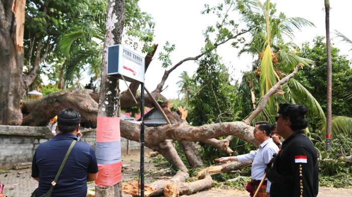 MAUT Pohon Tumbang di Pura Segara Penataran Ped, 5 Korban Dipulangkan, Bupati Klungkung Minta Ini