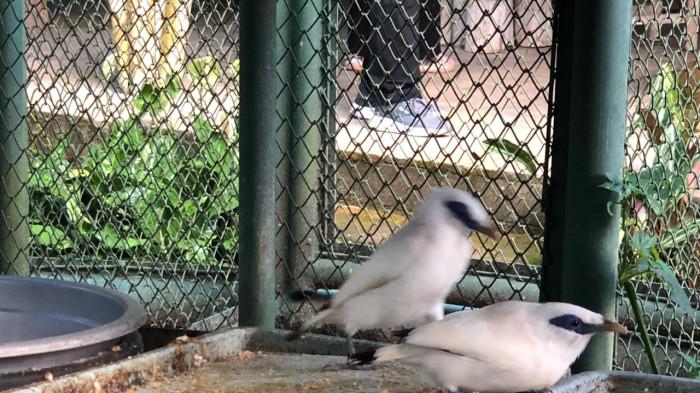 JALAK BALI - Burung Curik Bali yang akan dilepasliarkan ke alam bebas setelah menjalani proses panjang di penangkaran, Kamis (9/4).