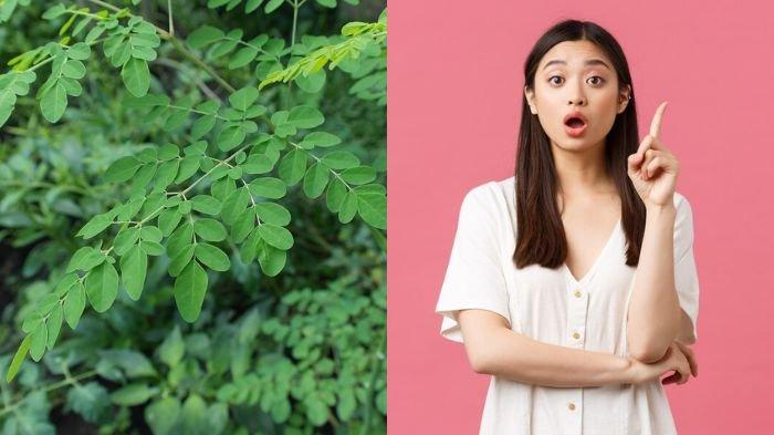 Kegunaan Daun Kelor untuk Meningkatkan Kesehatan Kulit dan Rambut secara Alami