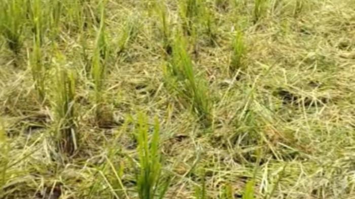 Diserang 'Jero Ketut', Petani Pujung Kaja Tegalalang Gianyar Tiga Kali Gagal Panen