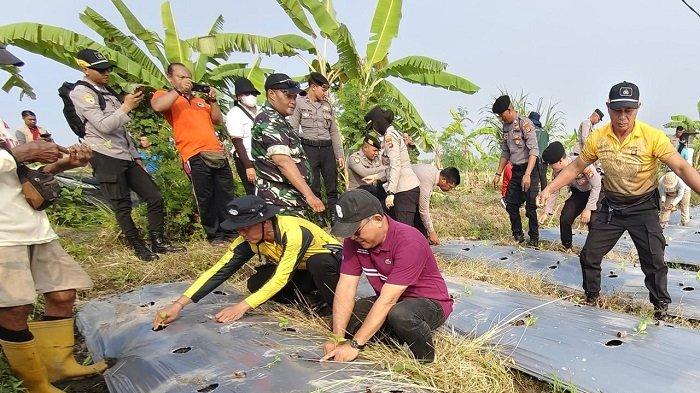 Gelar Gerakan Tanam Cabai, Distan Denpasar Kembangkan Cabai di Lahan Seluas 1,5 Hektar
