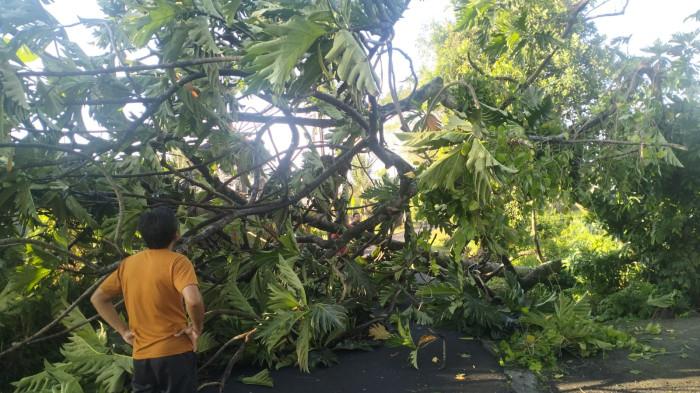 Bencana: Angin kencang sebabkan kerusakan di Kabupaten Gianyar, Bali, Kamis 5 Maret 2026. Gianyar Bali Diterjang Angin Kencang, Pohon Tumbang dan Bangunan Rusak