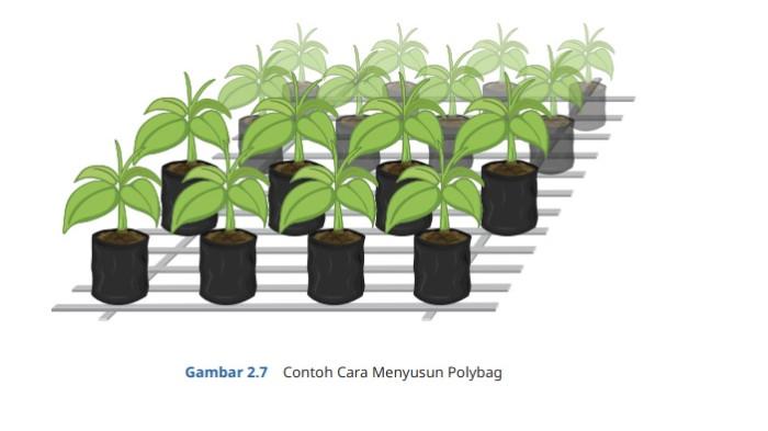 Kunci Jawaban Matematika Kelas 6 SD Kurikulum Merdeka Halaman 56 57 1