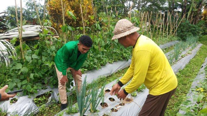 Pupuk Subsidi Tak Penuhi Kebutuhan Petani, Kementan Keluarkan Program Pengolahan Pupuk Organik