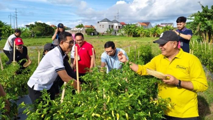 Pelaksanaan panen cabai di Subak Cuculan Denpasar Selatan. Panen Cabai Varietas Kaliber di Subak Cuculan Denpasar Bali, Demplot 5 Are Hasilkan Rp 18 Juta