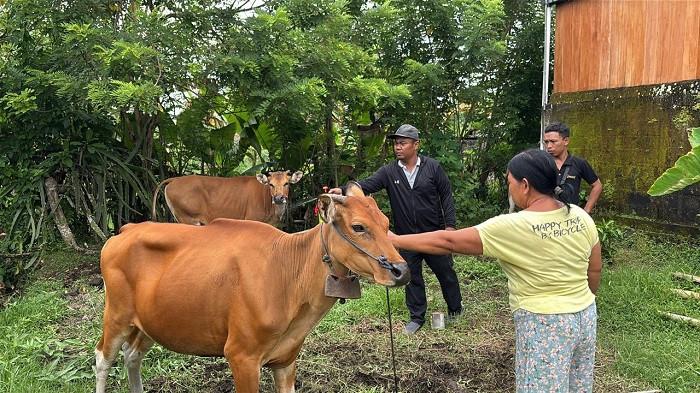 DISINFEKTAN - Penyemprotan disinfektan pada sapi di Jembrana