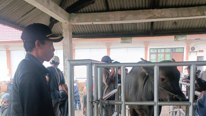 Harga Sapi di Bangli Naik Rp 2 Ribu Per Kilo Jelang Idul Adha