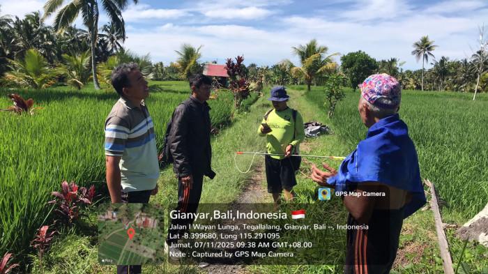 Tindak Lanjuti Serangan Hama Tikus Di Pujung Kaja Bali, Distanak Gianyar: Rusak 1,2 Hektare Sepekan