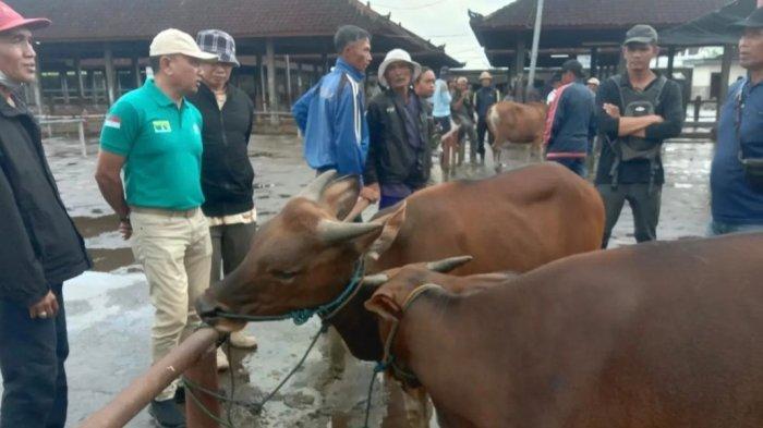 Pasar Hewan Beringkit Belum Maksimal, Perumda Pasar Minta Pasar Liar di Sejumlah Daerah Ditertibkan