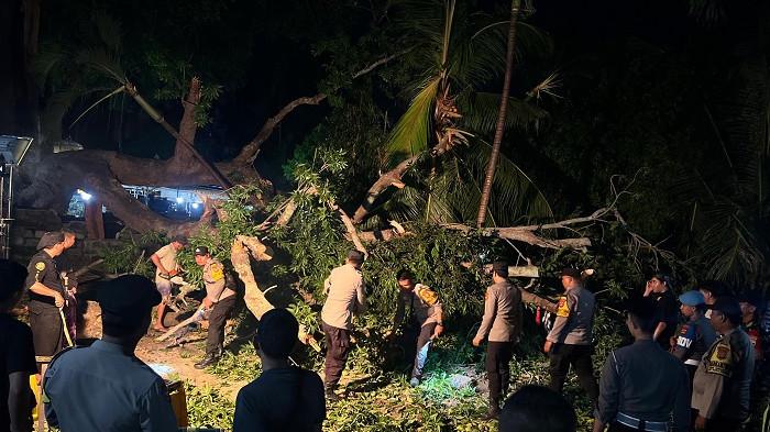 Penyebab Pohon Tumbang di Nusa Penida Sebabkan 1 Meninggal, Pengempon Gelar Guru Piduka