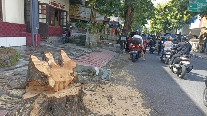 220 Pohon Terimbas Proyek PUPR di 10 Ruas Jalan Protokol Kota Denpasar Sepanjang 2025