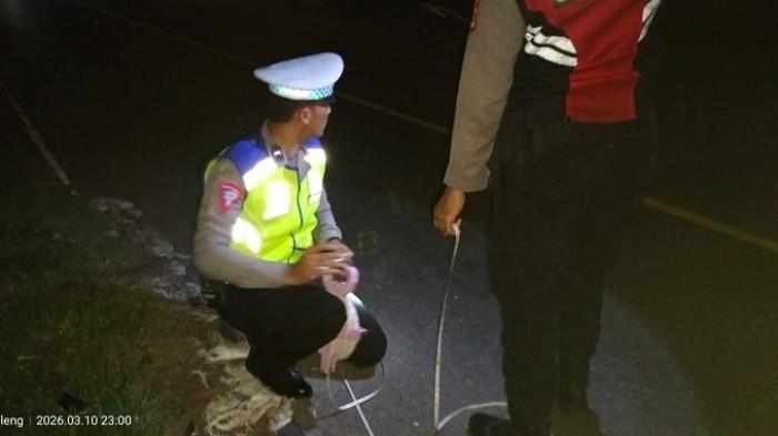 Olah TKP - Polisi saat melakukan olah TKP pasca peristiwa kecelakaan di ruas jalan Singaraja-Gilimanuk kilometer 63.100 Meter, tepatnya di Banjar Dinas Goris Pasar, Desa Pejarakan, Kecamatan Gerokgak, Buleleng, Bali, Selasa (10/3/2026).