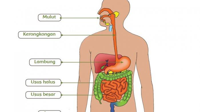 Kunci Jawaban Tema 3 Kelas 5 Halaman 15 16 17 18 19, Subtema 1 Pembelajaran 2: Sistem Pencernaan