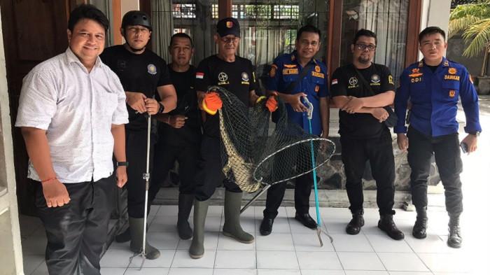 Bikin Heboh, Seekor Biawak Tiba-Tiba Masuk ke Sekolah di Buleleng