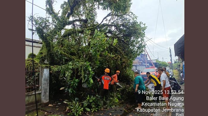 PENANGANAN - Tim Reaksi Cepat BPBD Jembrana saat melakukan penanganan peristiwa pohon tumbang di sebuah rumah di wilayah Perumnas, Kelurahan Baler Bale Agung, Kecamatan Negara, Jembrana, Minggu 9 November 2025.
