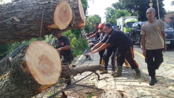 
EVAKUASI - Tim gabungan saat melakukan evakuasi material longsor dan pohon tumbang di Kabupaten Buleleng, Jumat (12/12). Longsor terjadi di Banjar Dinas Tista, Desa Dapdap Putih, Kecamatan Busungbiu. Sedangkan pohon tumbang akibat angin kencang di Banjar Dinas Madan, Desa Musi, Kecamatan Gerokgak, Kabupaten Buleleng, Jumat (12/12).