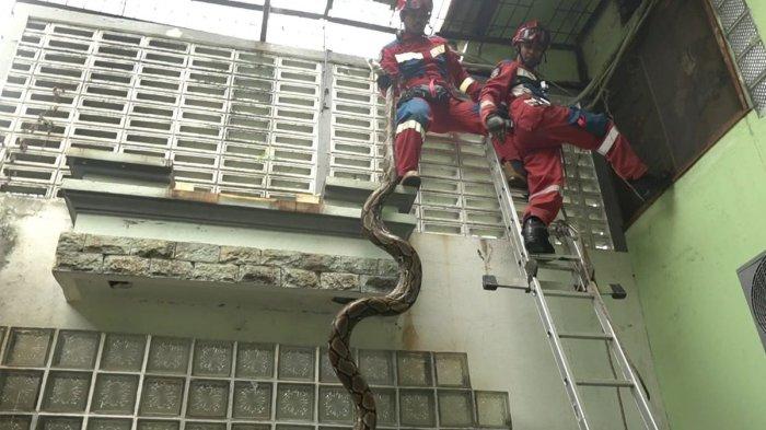 Ular Sanca 5 Meter di Plafon Rumah Mewah, Tim Damkar Tanjung Priok Ungkap Ini